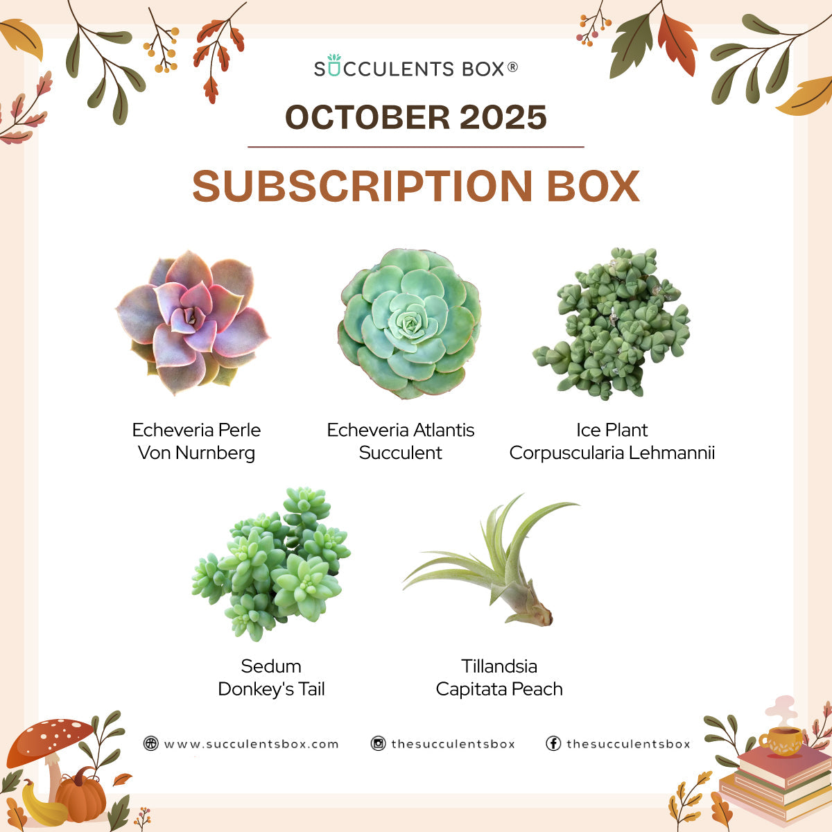 October 2025 Box