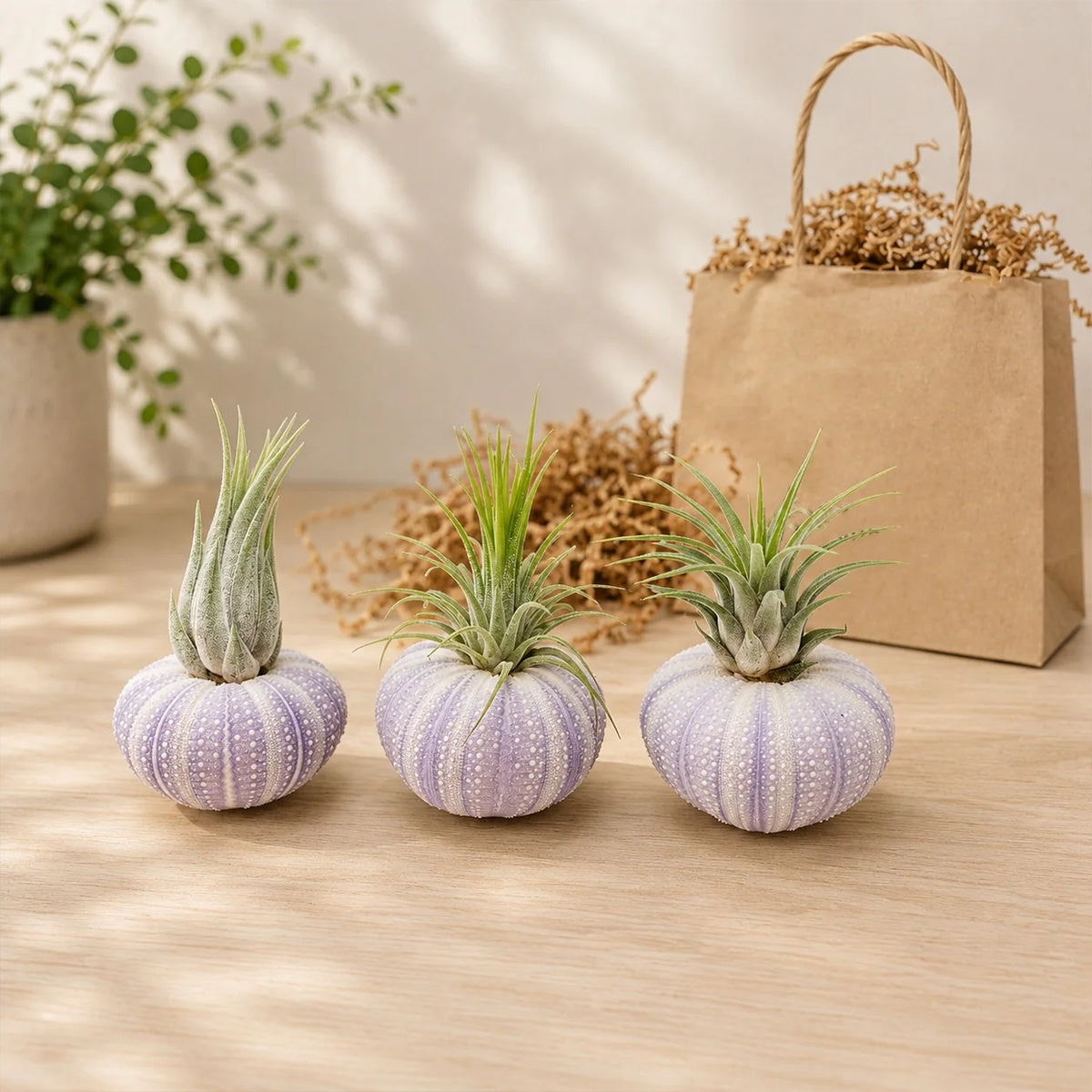 Airplant Gifts