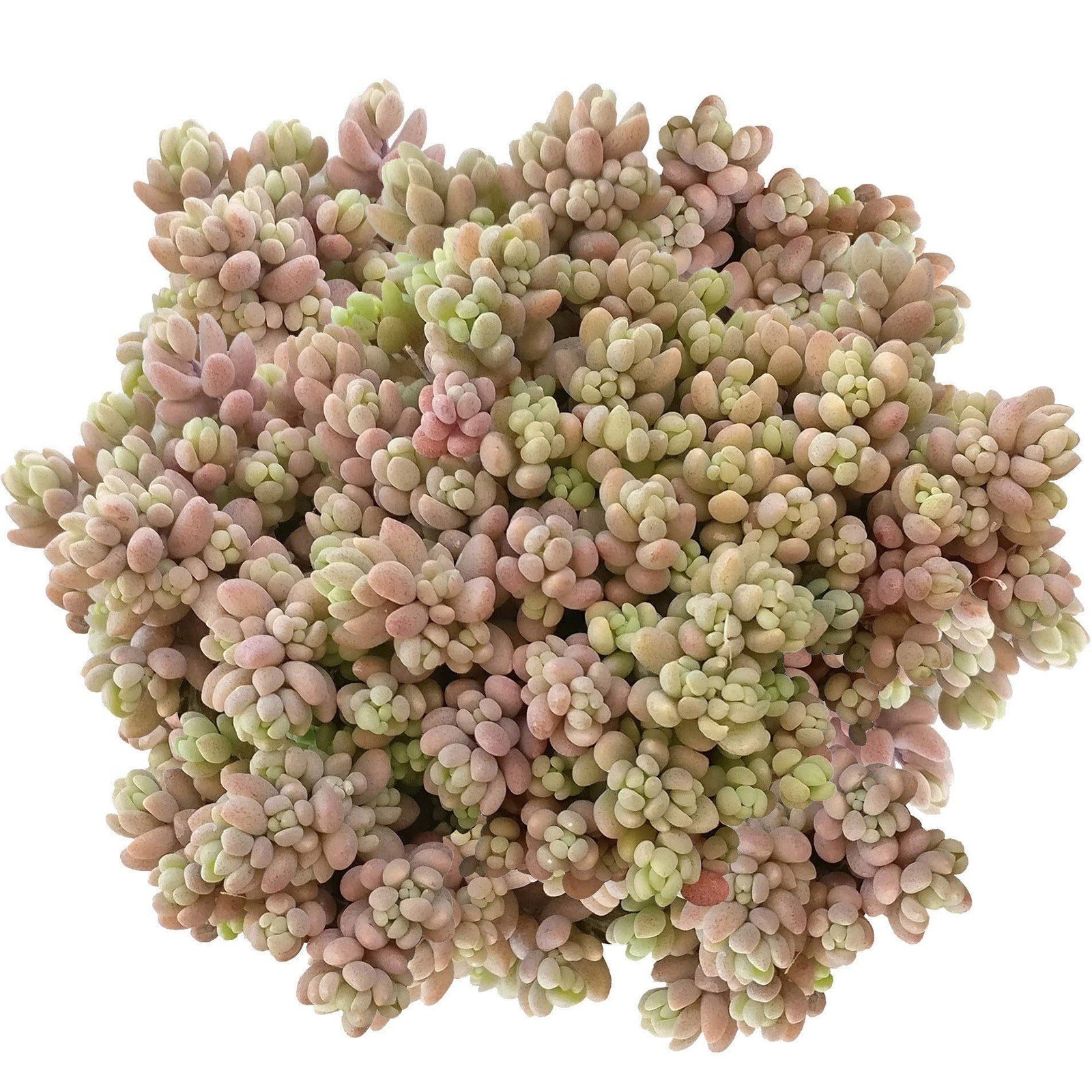Sedum (Stonecrop)