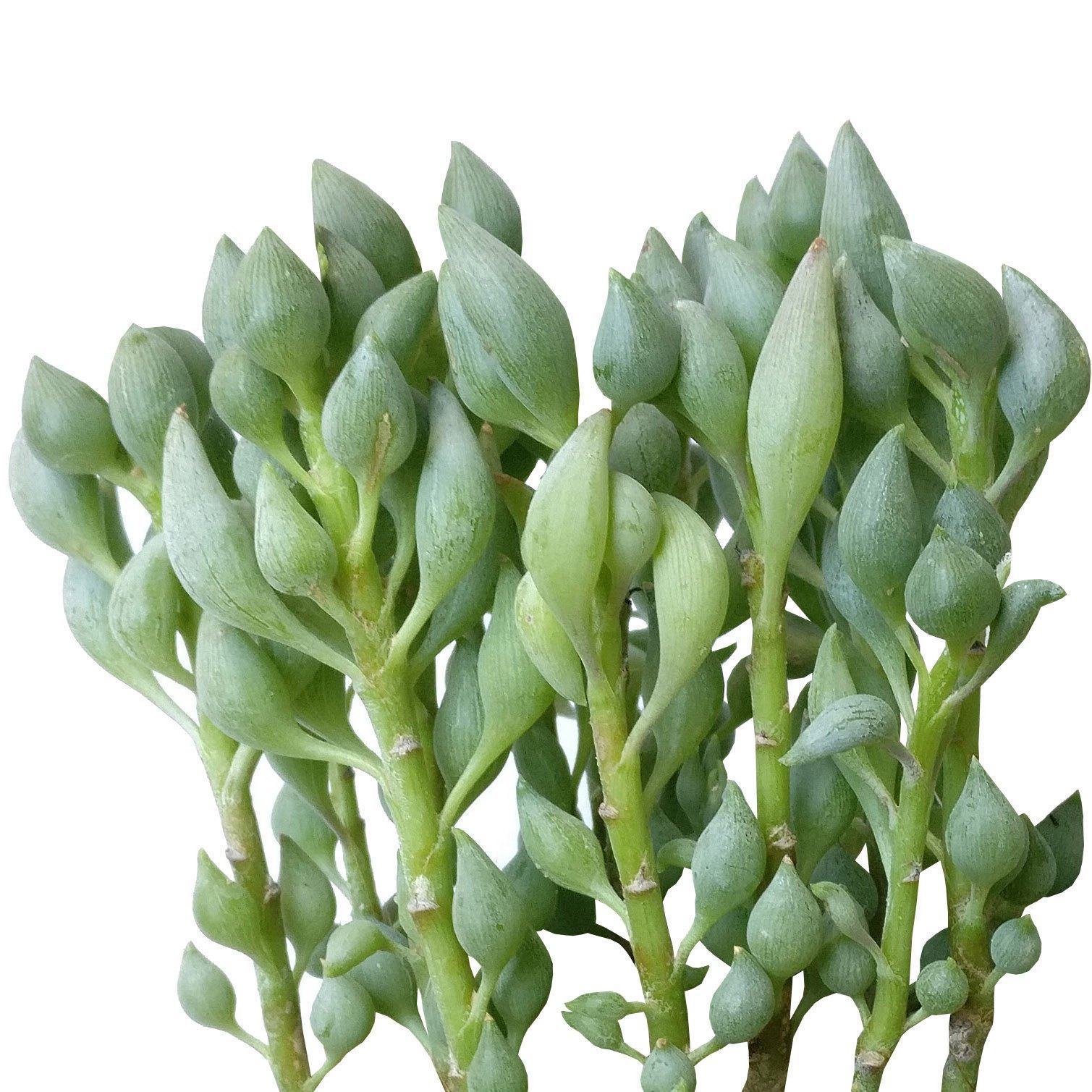 Senecio