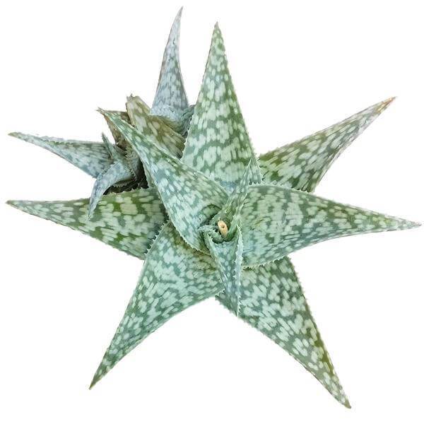 Aloe