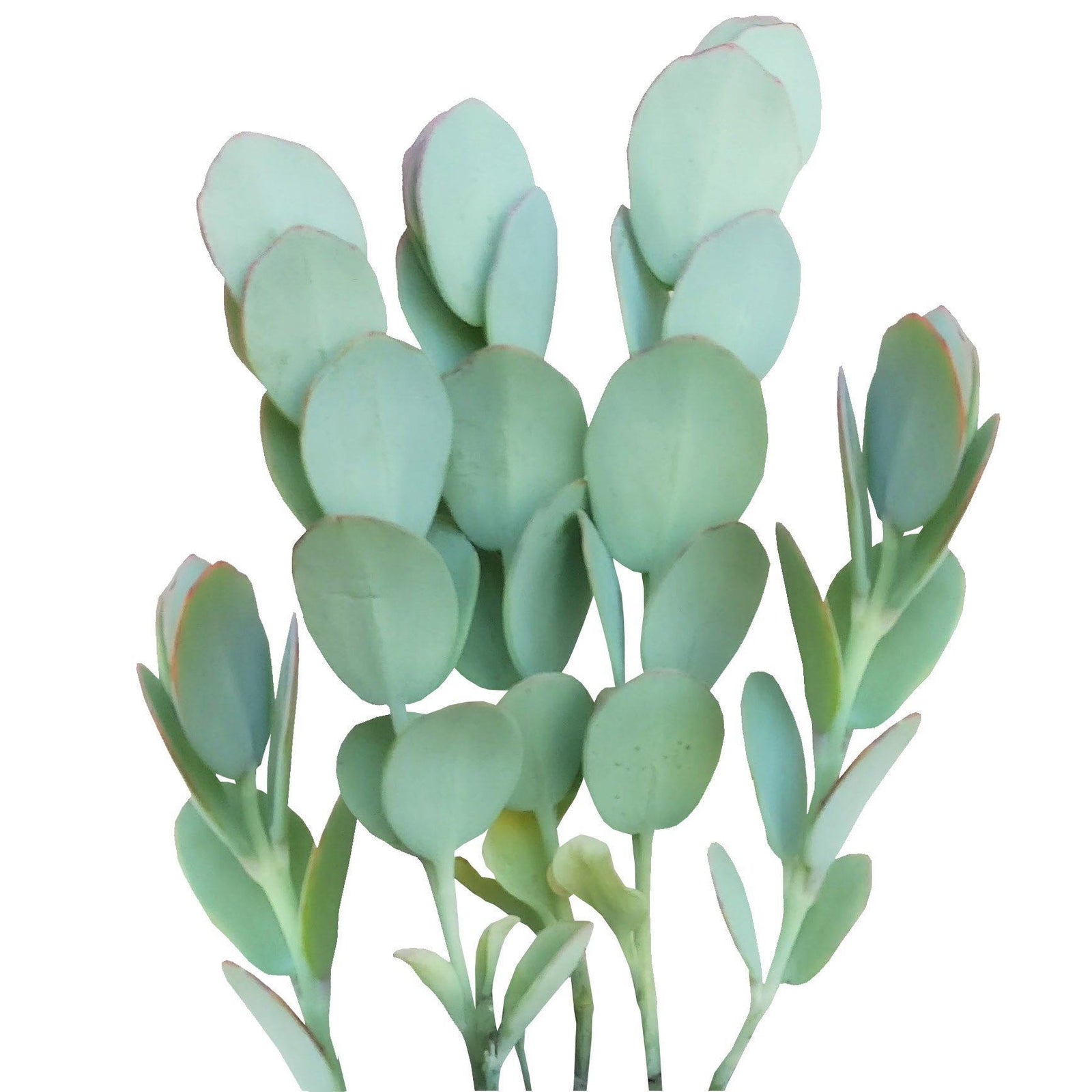 Kalanchoe