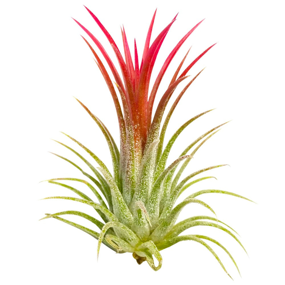 Air Plants (Tillandsias)