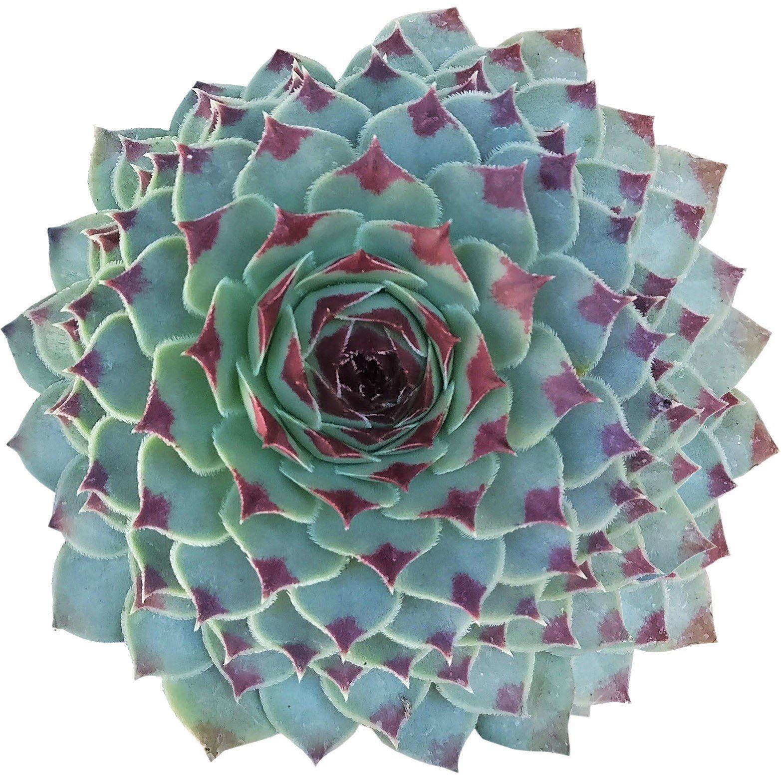 Sempervivum