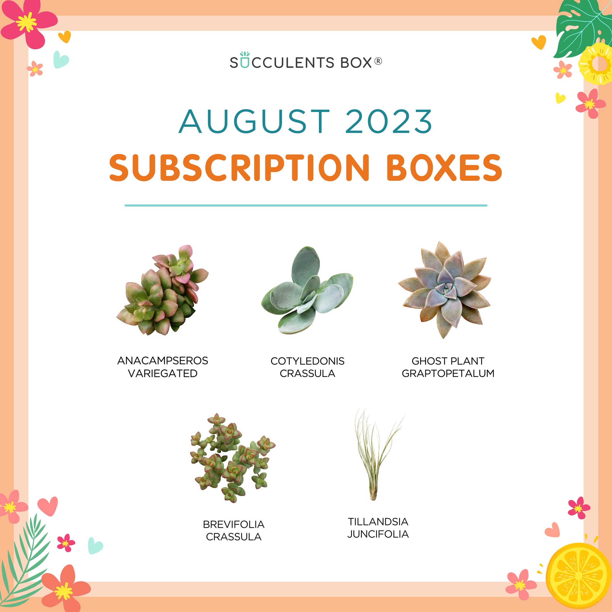 August 2023 Box