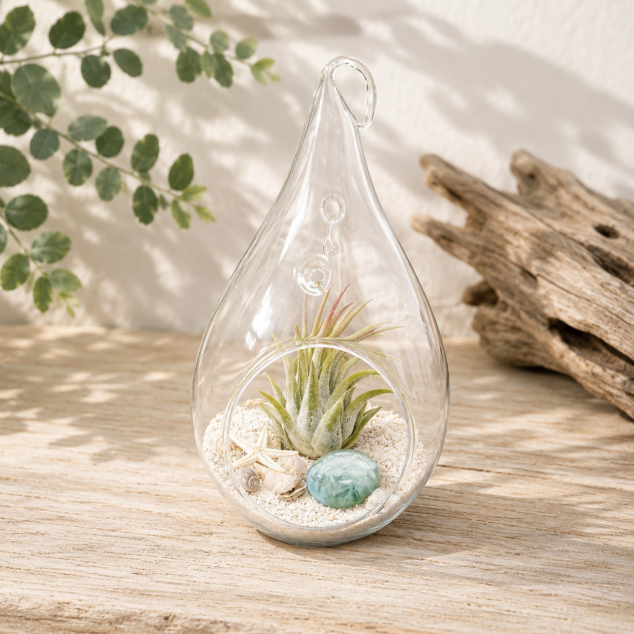 Airplant Terrariums