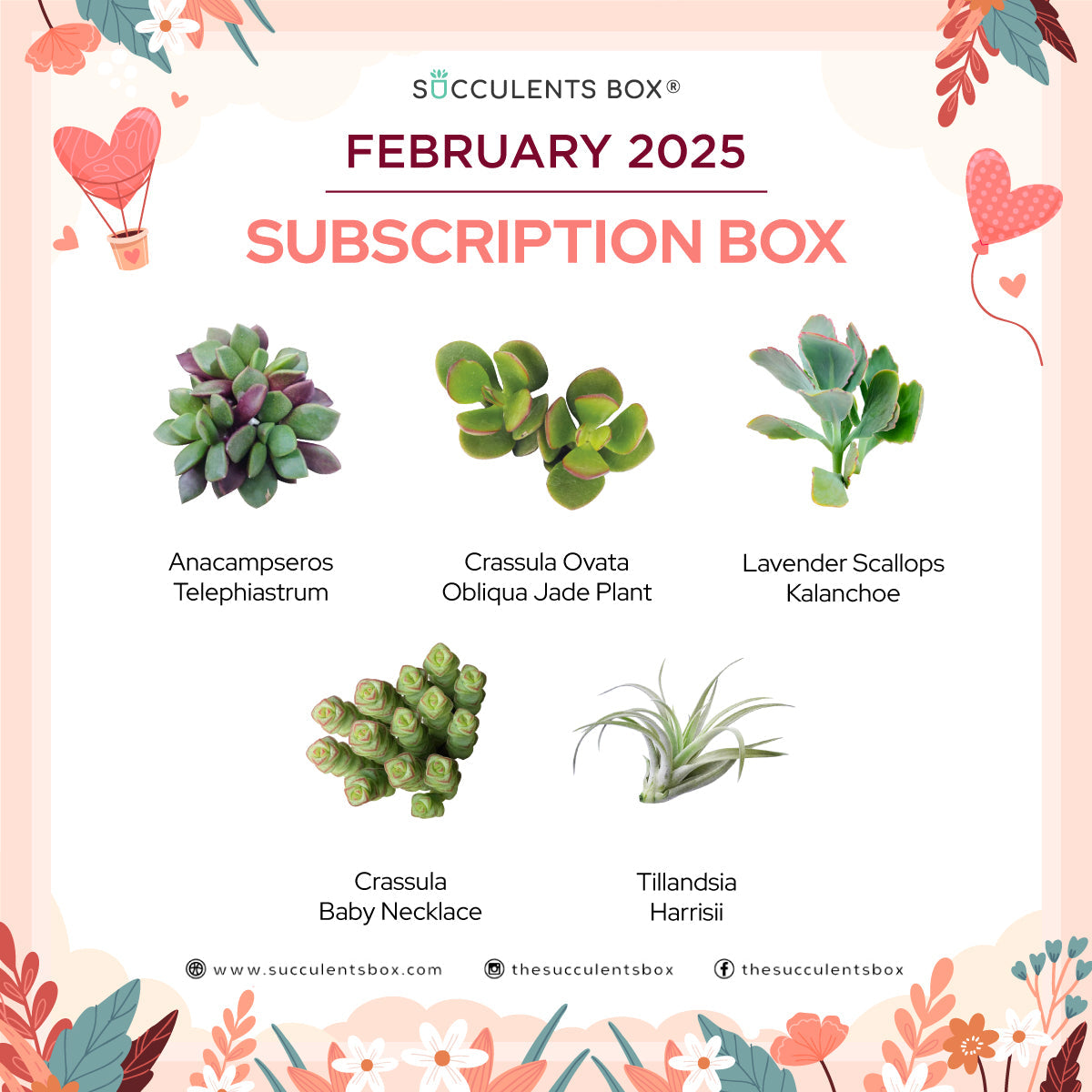 February 2025 Box