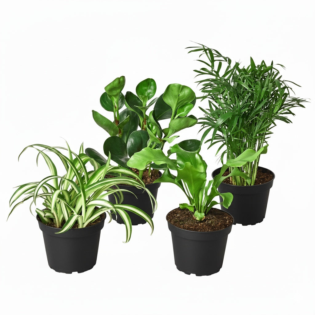 Houseplant Packs