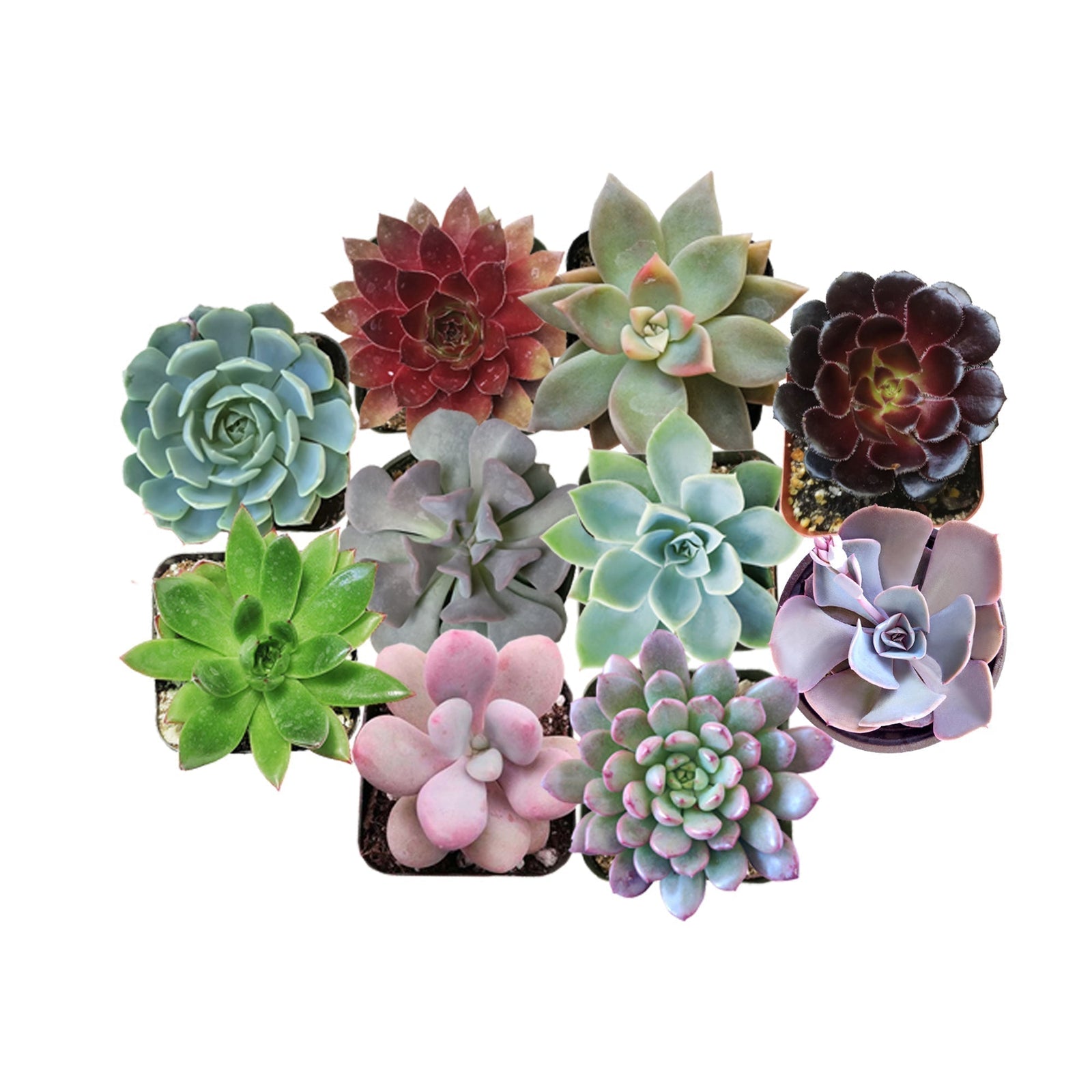 Succulent Packs & Kits