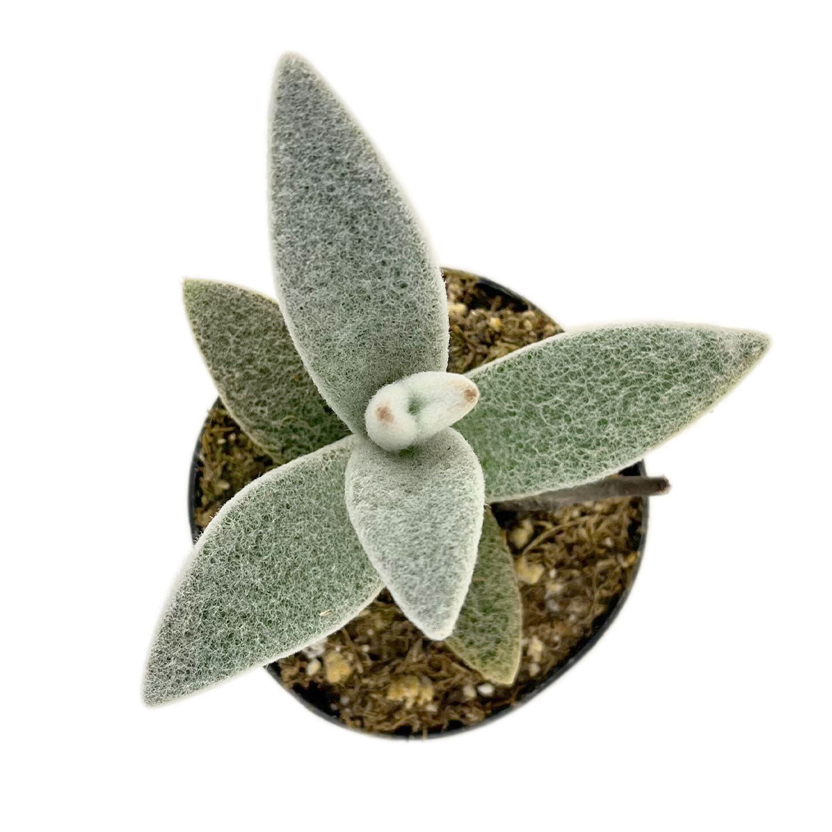 Unique Fuzzy Kalanchoe Succulent Plant, Kalanchoe eriophylla Polar Bear 4 inch Grower Pot for sale, Fuzzy White Succulents for Halloween Christmas Decor Ideas