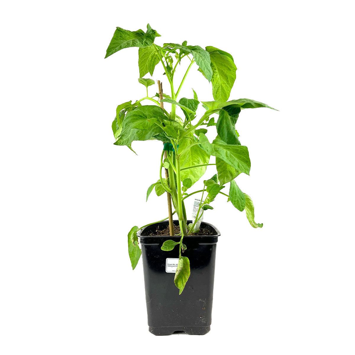 1 gallon Tomato Brandywine, vegetables, tomato plants for sale, buy tomato plants online