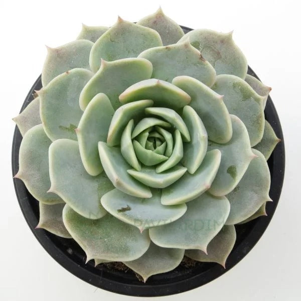 Echeveria Fury 4 inch Rosette Succulent for sale, Rosette Shaped Succulent for Wedding Favors, Unique Succulent Gift Ideas