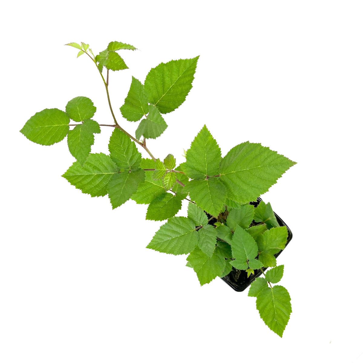 Blackberry Chester live plant for sale, Blackberry Chester in ca, buy Blackberry Chester online