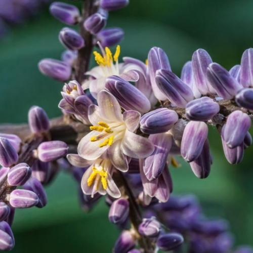 6 inch Cordyline Glauca Flowering Houseplant, Purple Flowering Houseplants for Sale Online, Types of Indoor Outdoor Plants for Beginners