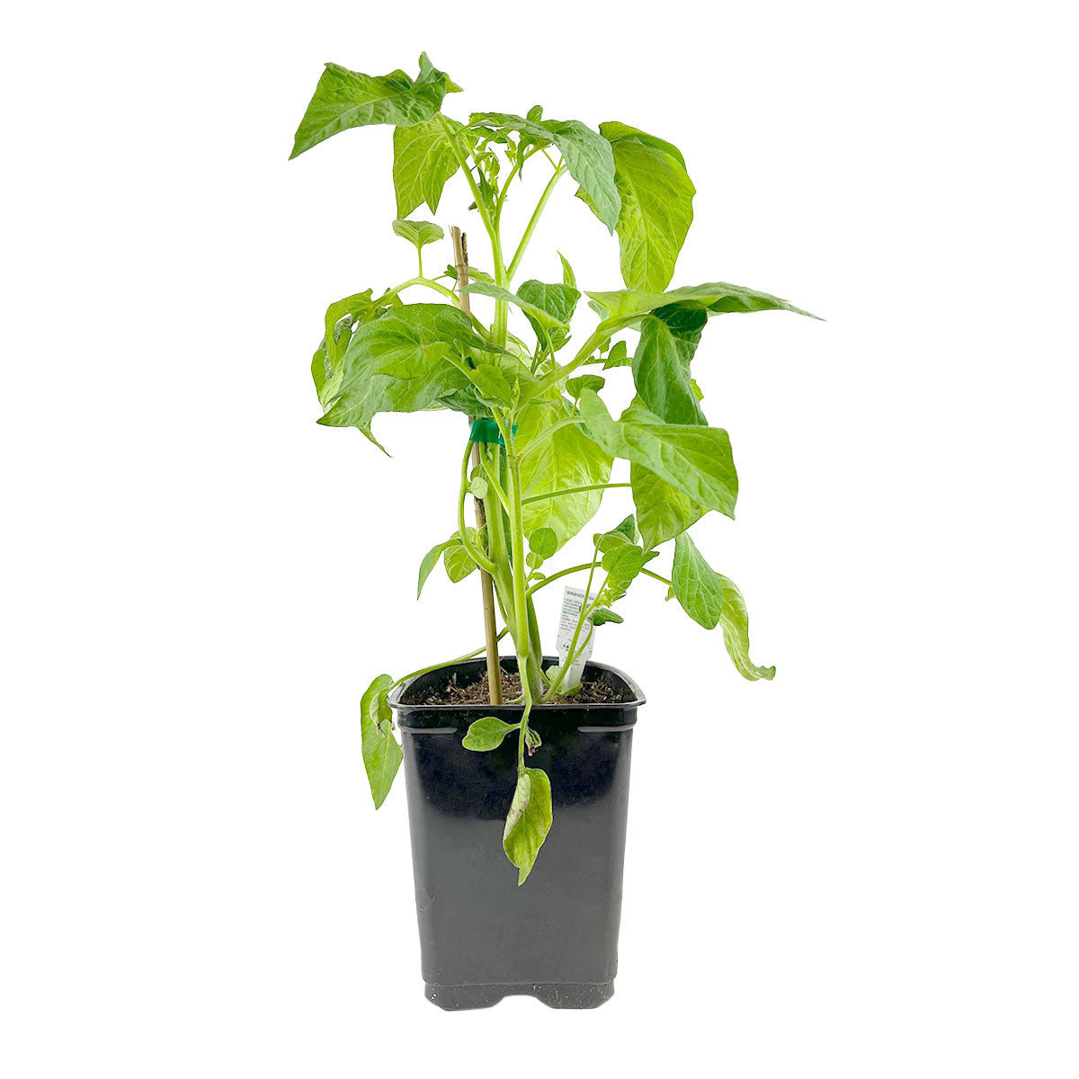 tomato plants in pots for sale Cherokee Purple Tomato Plant - 4 Inch Pot - Delicious Heirloom