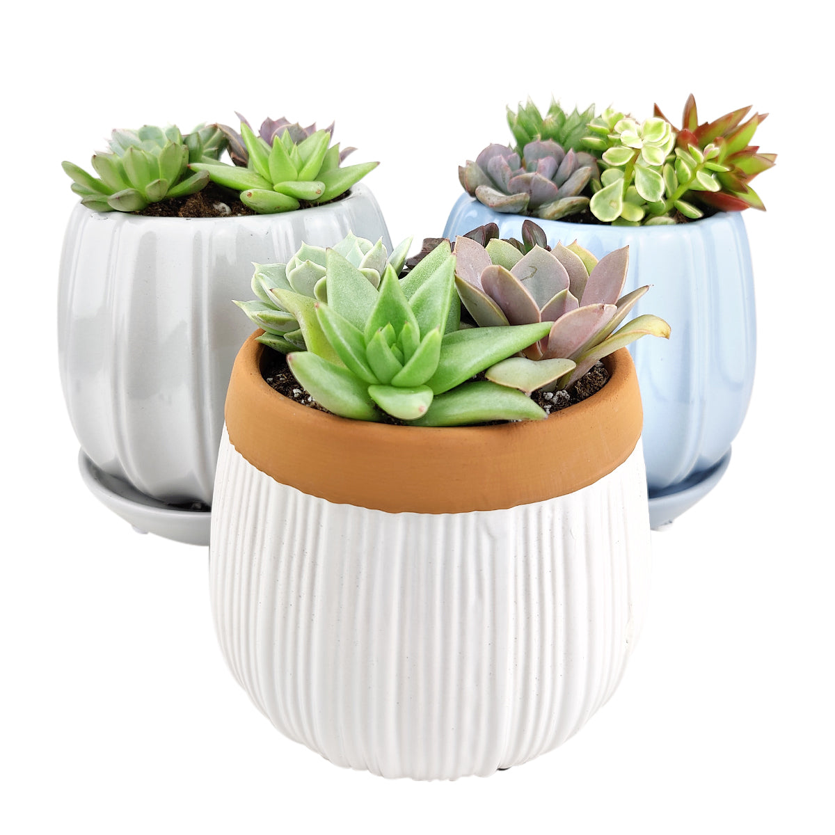 Succulent Arrangement in White Ceramic Planter with Terracotta Rim
