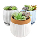 Succulent Arrangement in White Ceramic Planter with Terracotta Rim