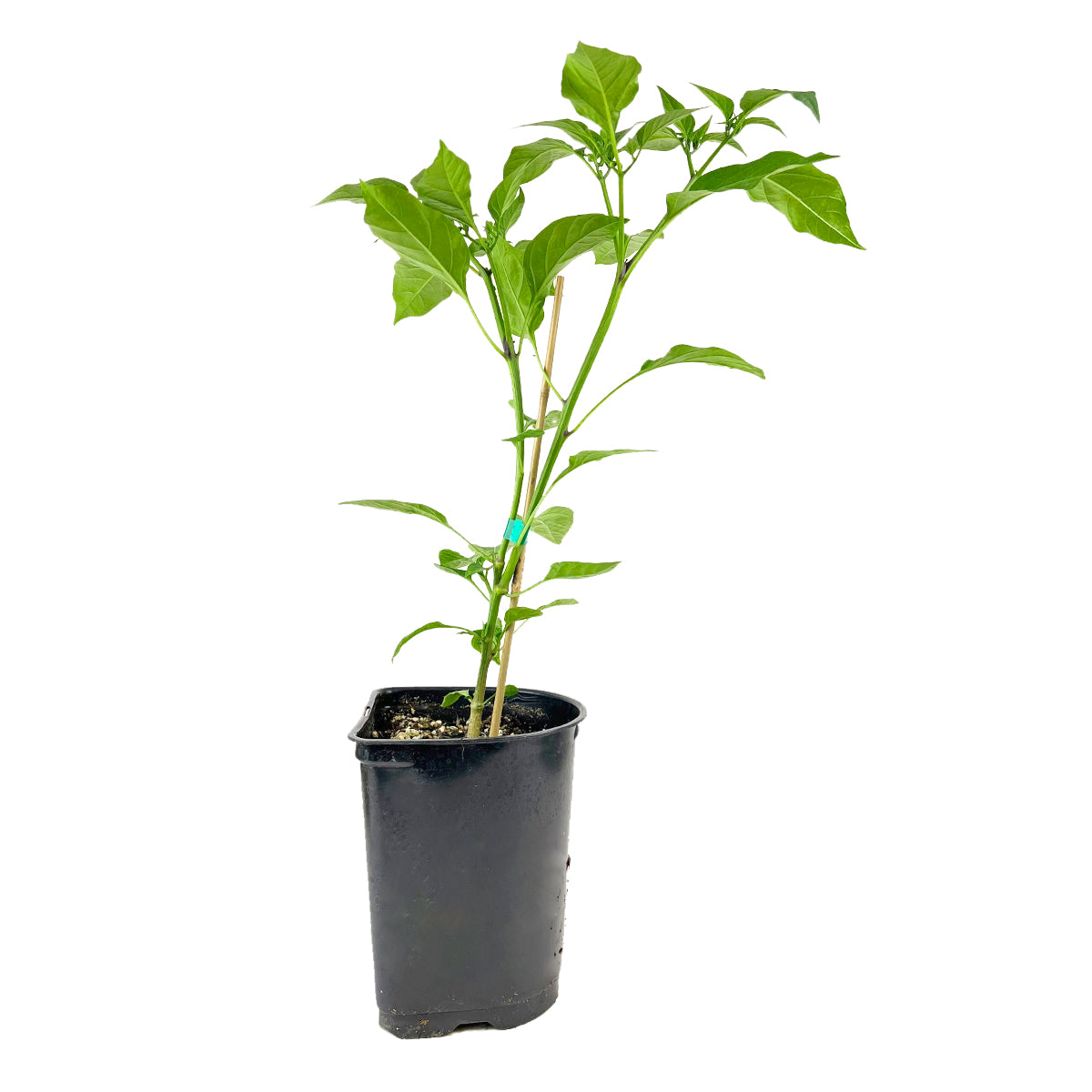 Jalapeño Pepper for sale, Jalapeño Pepper live plant, jalapeño pepper plant, live pepper plants for sale