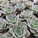 Echeveria &#39;Fury&#39;, 2 inch Echeveria &#39;Fury&#39;, 4 inch Echeveria &#39;Fury&#39;, echeveria for sale, succulents shop in ca