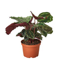 buy Calathea Roseopicta 'Medallion' live houseplant 4" pot online, bold patterned foliage with silver and deep green concentric rings, striking magenta leaf undersides, humidity-loving tropical prayer plant, slow steady growth ideal for tabletops and floor displays, vibrant bohemian statement for any indoor jungle, a treasured gift for home decor lovers