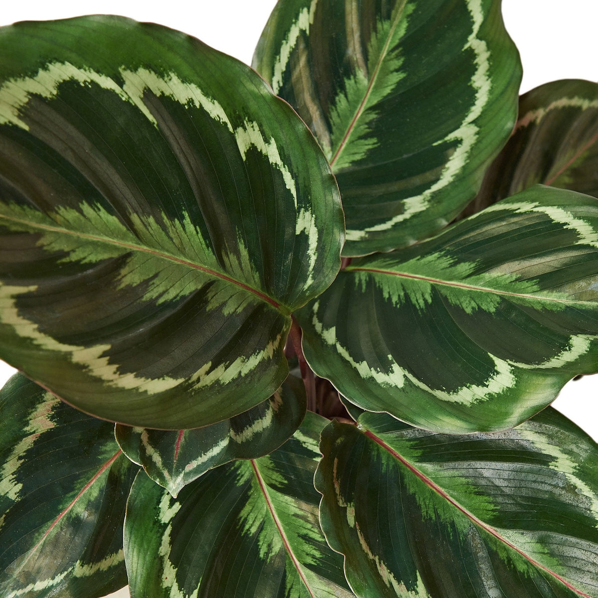6" pot Calathea Roseopicta 'Medallion' live houseplant for sale, medallion-sized round leaves with painted brushstroke variegation, rich purple undersides, clump-forming upright tropical growth, air-purifying houseplant for indirect light rooms, elegant decor accent in a white cylinder pot, a meaningful and safe gift for pet-owning households