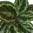 buy Calathea Roseopicta 'Medallion' live houseplant 4" pot online, bold patterned foliage with silver and deep green concentric rings, striking magenta leaf undersides, humidity-loving tropical prayer plant, slow steady growth ideal for tabletops and floor displays, vibrant bohemian statement for any indoor jungle, a treasured gift for home decor lovers