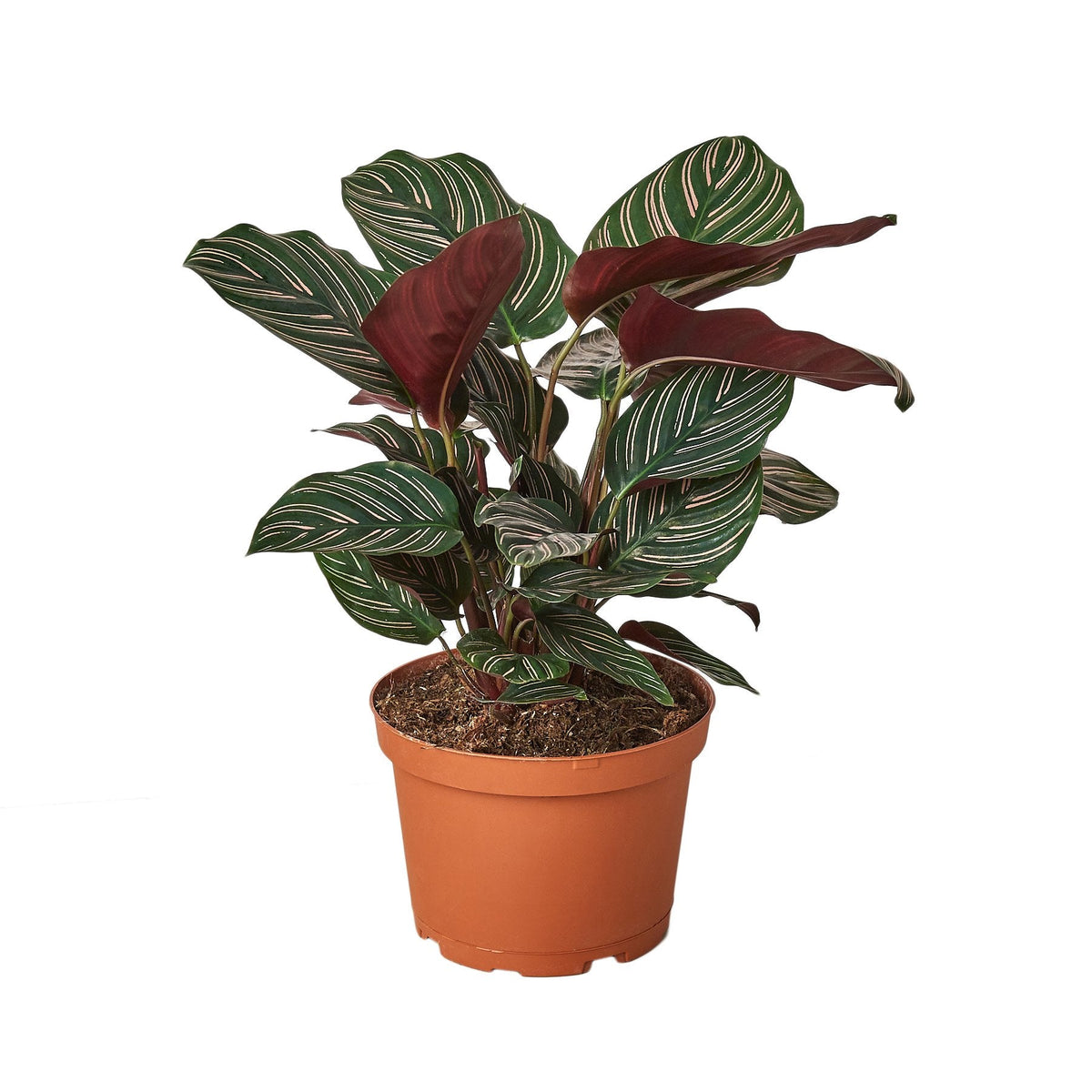 6 inch houseplants, indoor plants for sale, buy houseplants online, plant shops in ca