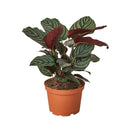 6 inch houseplants, indoor plants for sale, buy houseplants online, plant shops in ca
