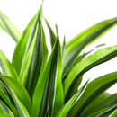 Buy Dracaena ‘Lemon Lime’ live plant online, Lemon Lime Dracaena plant bright indirect light indoor greenery, Dracaena Lemon Lime variegated plant green yellow striped leaves