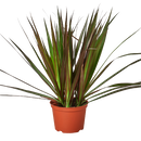 6" pot dracaena 'marginata magenta' live houseplant for sale, bold green leaves with deep magenta margins, slow-growing architectural silhouette, air-purifying indoor tree, easy care for beginners, elegant statement piece for modern living room decor, thoughtful long-lasting plant gift