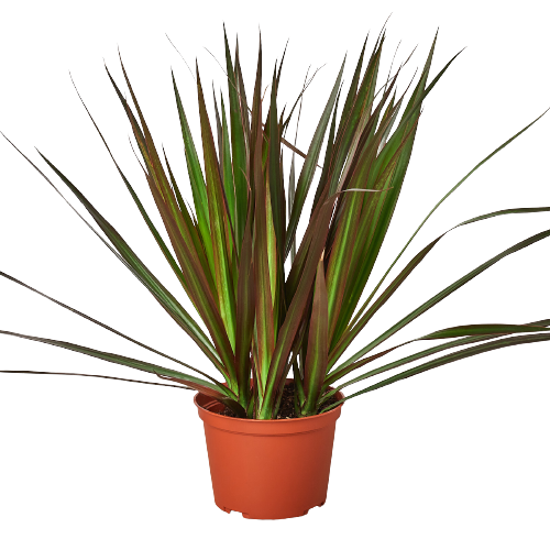 buy dracaena 'marginata magenta' live houseplant 4" pot online, vivid magenta-edged sword-like leaves, upright narrow growth form, woody sculptural cane, low-maintenance drought-tolerant care, striking tropical floor plant, ideal housewarming or office gift