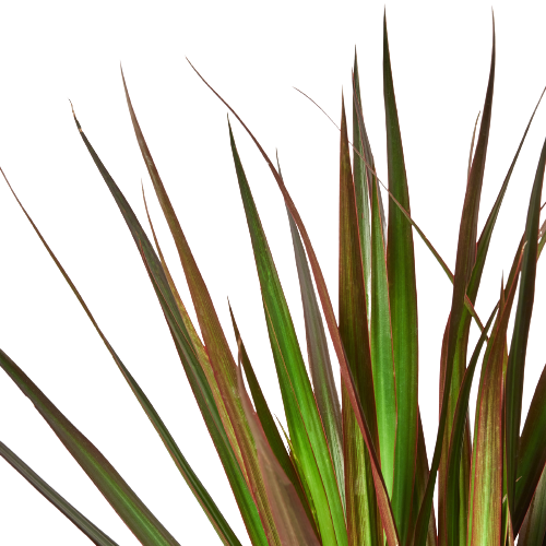 6" pot dracaena 'marginata magenta' live houseplant for sale, bold green leaves with deep magenta margins, slow-growing architectural silhouette, air-purifying indoor tree, easy care for beginners, elegant statement piece for modern living room decor, thoughtful long-lasting plant gift