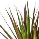 6" pot dracaena 'marginata magenta' live houseplant for sale, bold green leaves with deep magenta margins, slow-growing architectural silhouette, air-purifying indoor tree, easy care for beginners, elegant statement piece for modern living room decor, thoughtful long-lasting plant gift