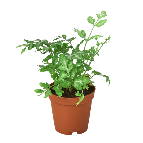 buy fern 'silver lace' live houseplant 4" pot online, silvery-white variegated fronds with dark green borders, delicate upright feathery texture, compact tropical growth habit, air purifying and pet safe, elegant woodland accent for shelves or desks, a thoughtful gift for plant lovers and fern enthusiasts