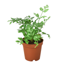 4" pot fern 'silver lace' live houseplant for sale, intricate silver and forest green two-toned fronds, soft lacy texture with upright arching stems, tropical evergreen that naturally humidifies indoor air, easy to propagate by division in spring, a striking bohemian statement piece for shelves or terrariums, an ideal gift for fern enthusiasts and home decorators