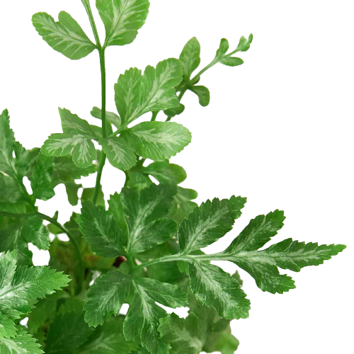 3" pot fern 'silver lace' live houseplant for sale, shimmering silver-white leaf centers with fine dark green edges, lacy pinnate fronds in upright clusters, humidity-loving tropical fern, beginner friendly low-maintenance care, perfect for a terrarium or bohemian bathroom display, a charming gift for indoor garden collectors