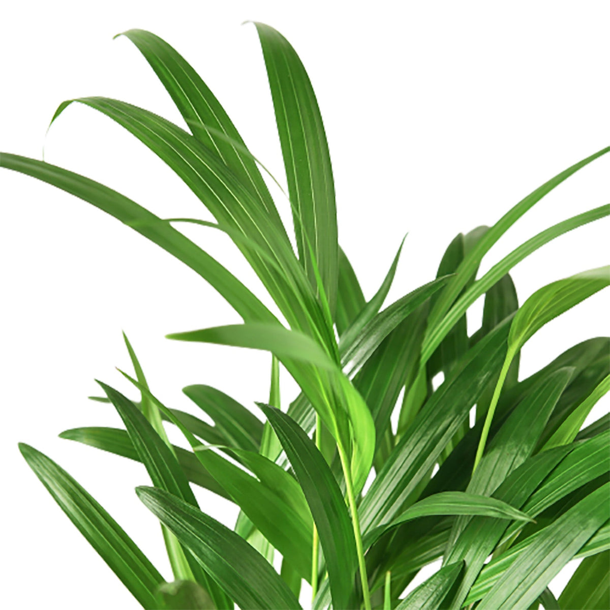 buy areca palm - 4" pot - nursery pot only live houseplant 4 inch online, bright yellowish-green feathery arching fronds, clumping multi-stem bamboo-like canes, lush tropical bushy growth form, air-purifying and pet-safe care trait, elegant tropical floor plant for living rooms and offices, thoughtful gift for plant lovers and new homeowners