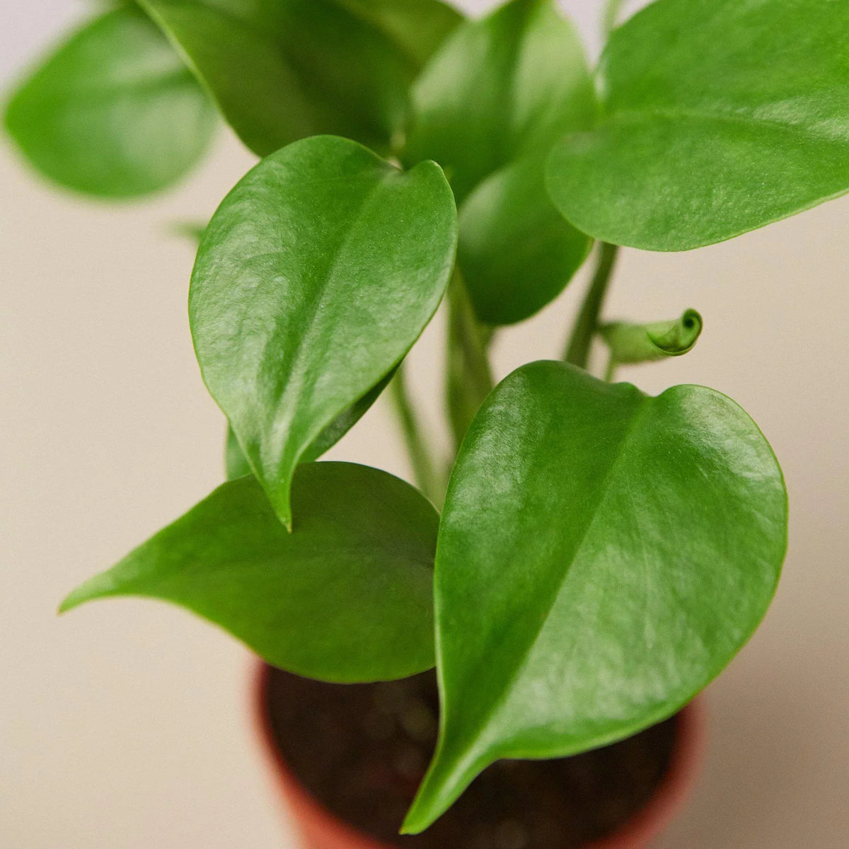 Philodendron Monstera Split-Leaf for sale, Monstera Split-Leaf live plant air purifying tropical houseplant, easy care Philodendron Monstera Split-Leaf plant for beginners