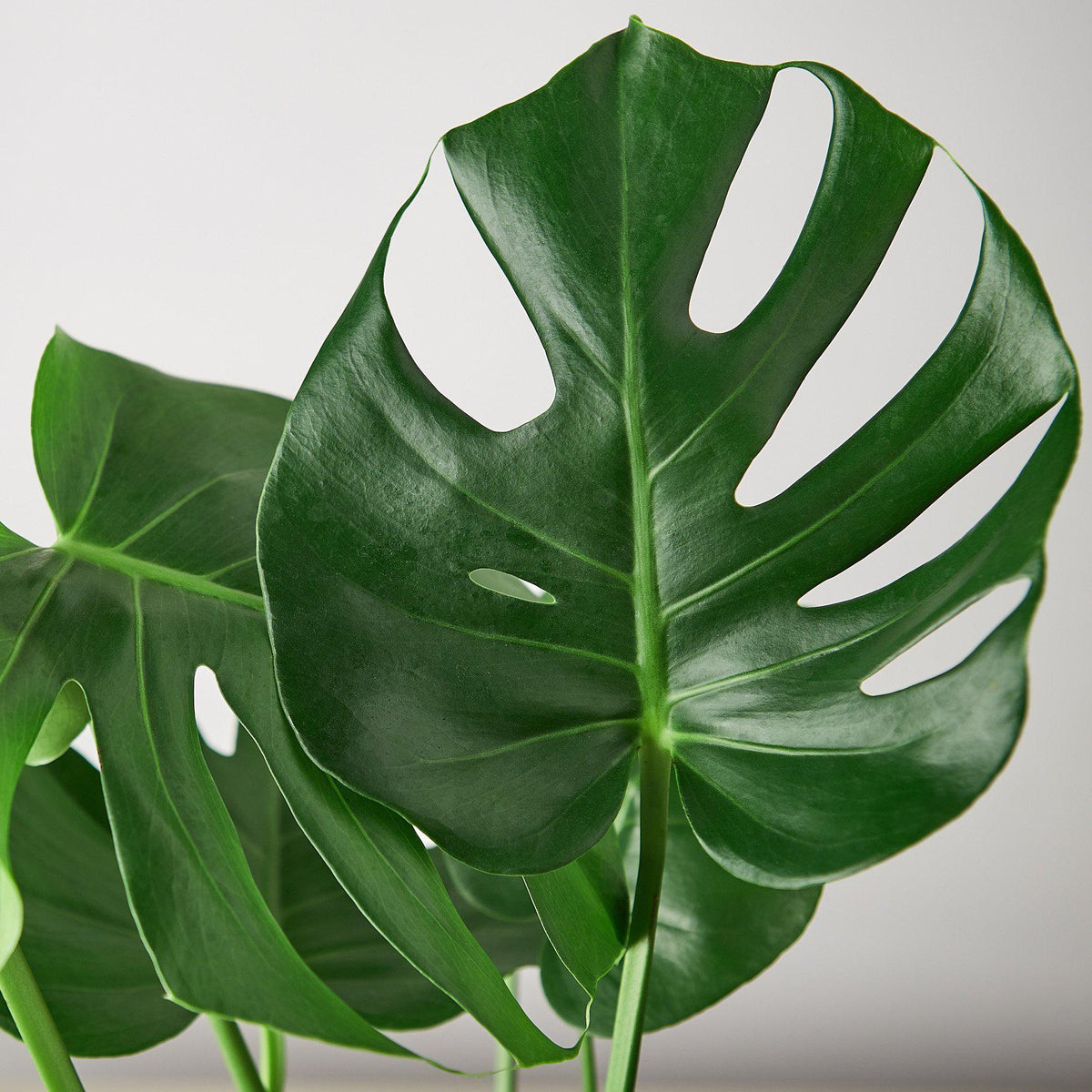 Philodendron Monstera Split-Leaf plant for sale, Philodendron Monstera Split-Leaf plant care low light indoor greenery, Philodendron Monstera Split-Leaf plant bright indirect light indoor plant
