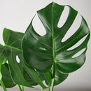Buy Philodendron Monstera Split-Leaf live plant online, Philodendron Monstera Split-Leaf live indoor plant for home decor, Monstera Split-Leaf Philodendron indoor plant in decorative pot