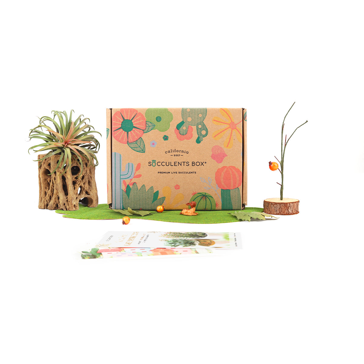 Subscription Box with Care Instruction, Succulent Subscription Box