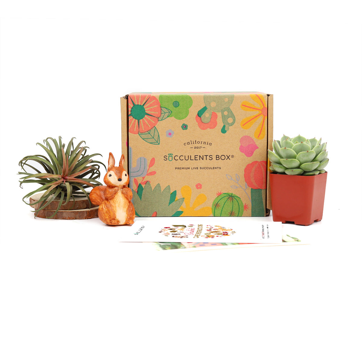 monthly indoor plant subscription Unique Succulents and Air Plants in Cute Box Delivered Monthly by Succulents Box