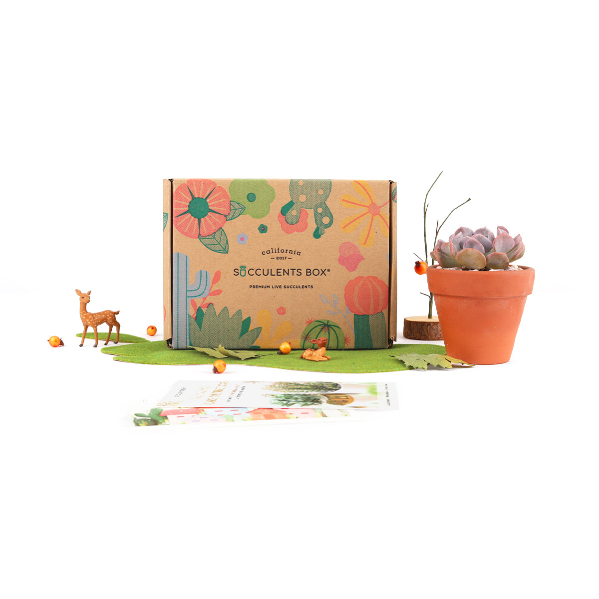 Subscription Box with Care Instruction, Succulent Subscription Box