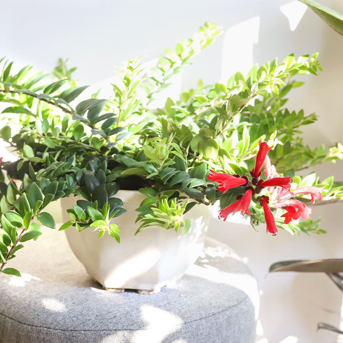 Red Lipstick plant for sale, Aeschynanthus radicans Lipstick vine red, Buy flowering houseplants online