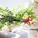 Lipstick vine red houseplants, Red tubular flowers houseplant, 6 inch houseplants