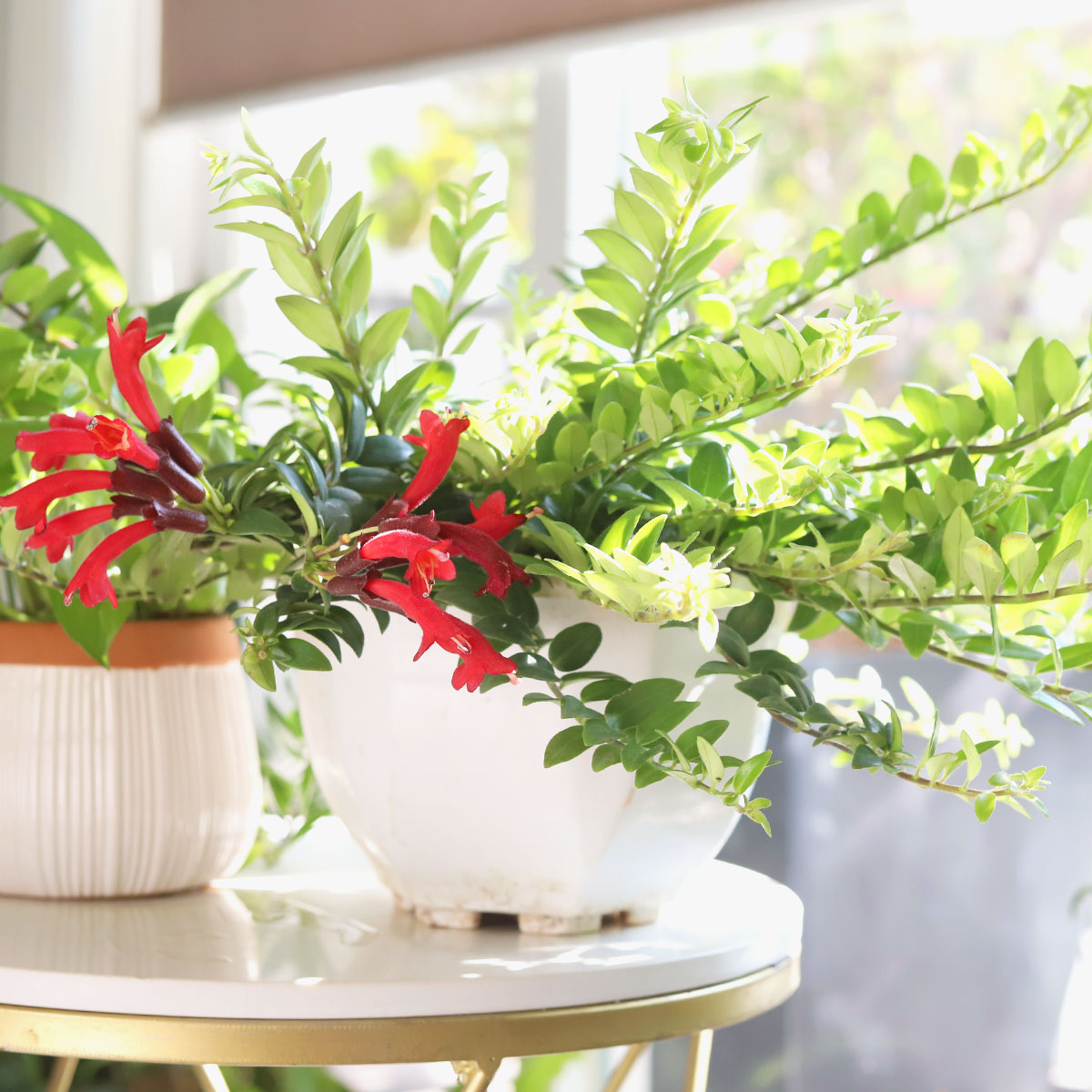Red tubular flowers houseplant, Buy houseplant gift decor online, Aeschynanthus radicans Red Lipstick trailing plant