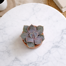 Clay Terracotta Mini Pot Pack