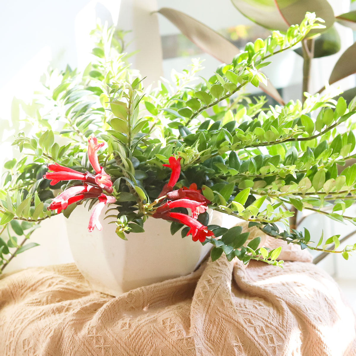 Lipstick vine red houseplants, Red tubular flowers houseplant, Christmas plant decor ideas, Buy Houseplant Gifts online