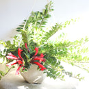 Lipstick vine red houseplants, Red tubular flowers houseplant, 6 inch houseplants