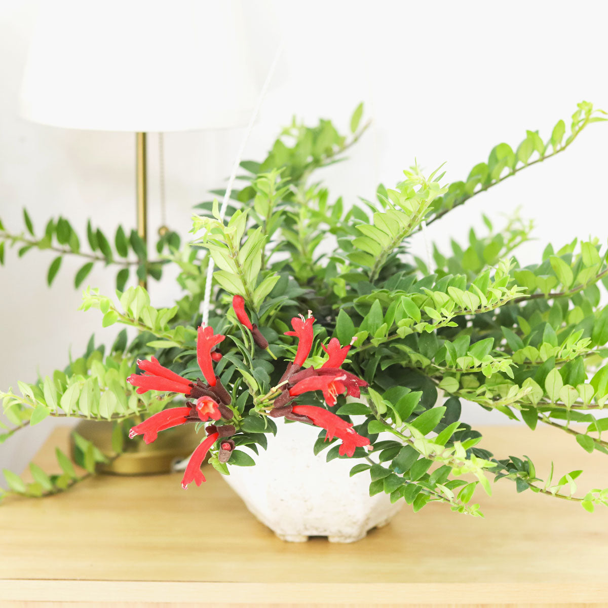 Buy houseplant gift decor online, Aeschynanthus radicans Red Lipstick trailing plant, live indoor plants for sale